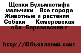 Щенки Бульмастифа мальчики - Все города Животные и растения » Собаки   . Кемеровская обл.,Березовский г.